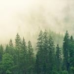 Evergreen forest with fog